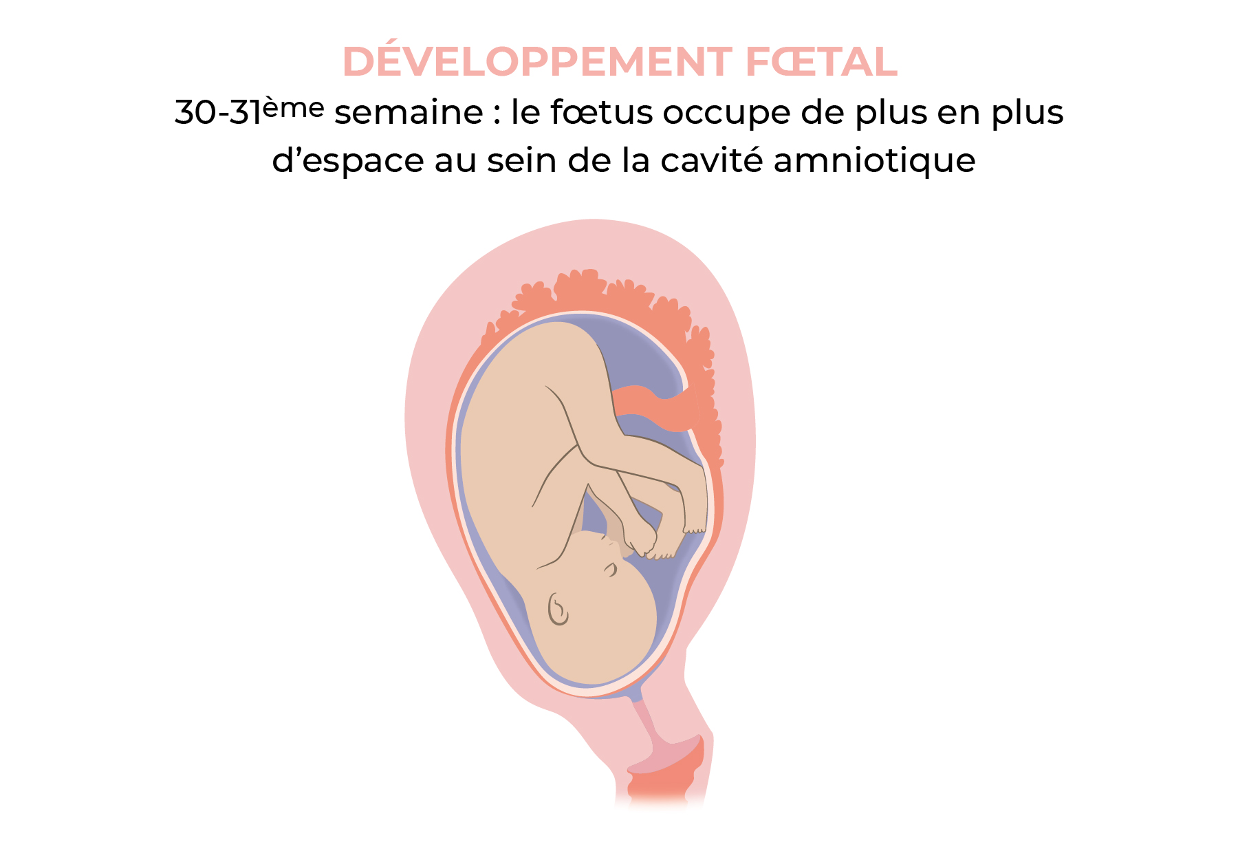 Développement de bébé à 31 semaines de grossesse