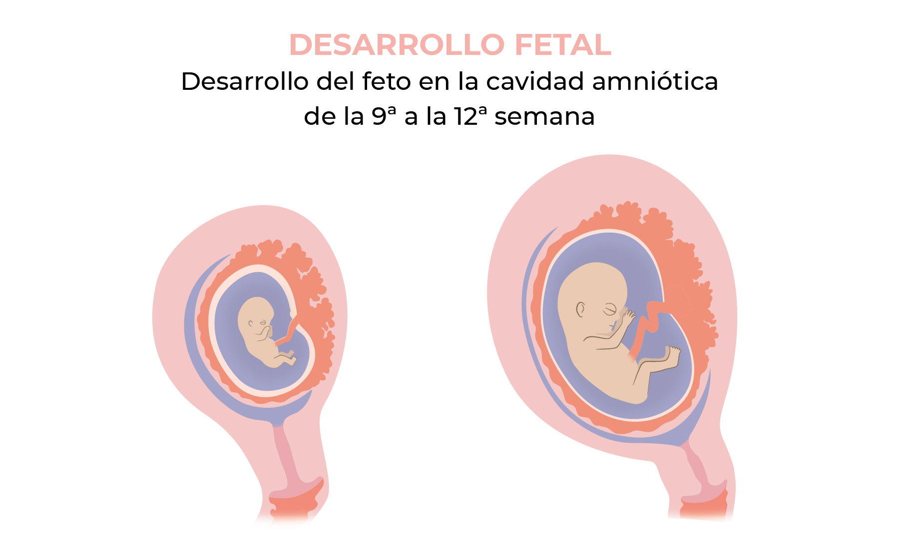 9 semanas de embarazo: guía del ginecólogo | KOOSH