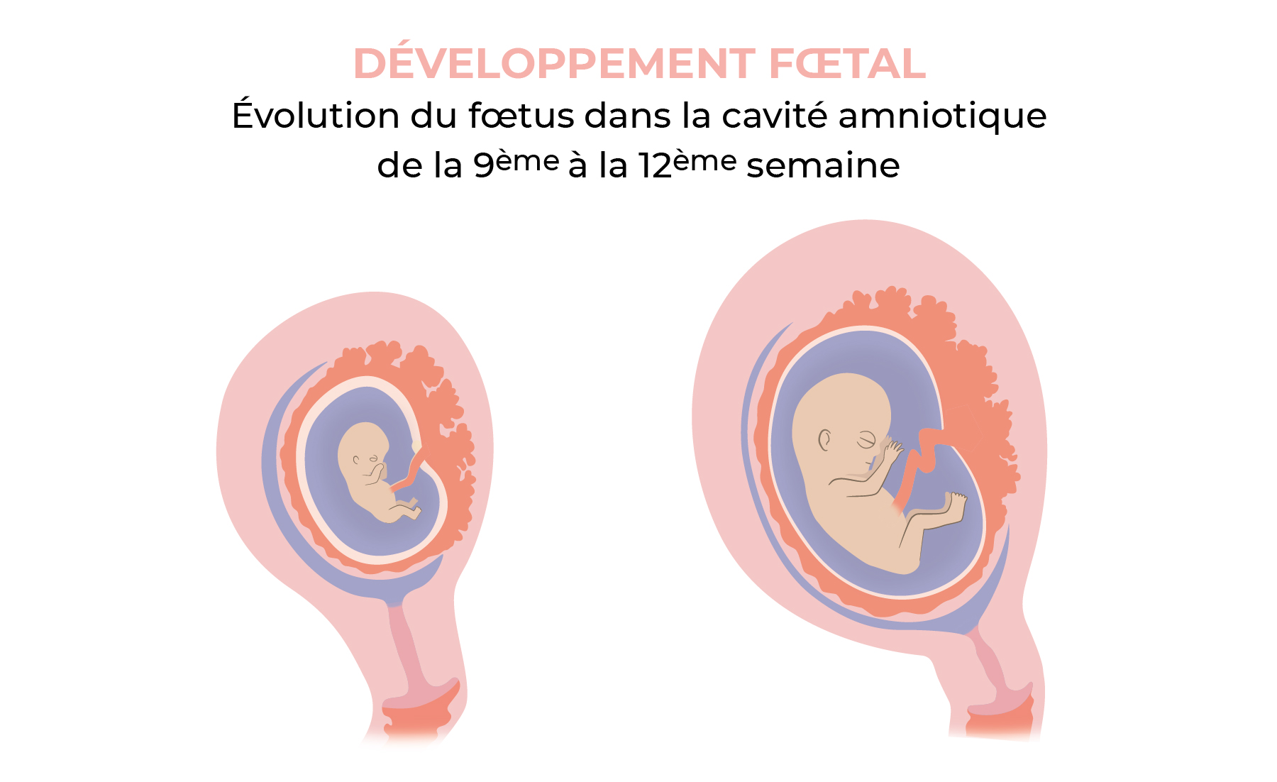Evolution du foetus