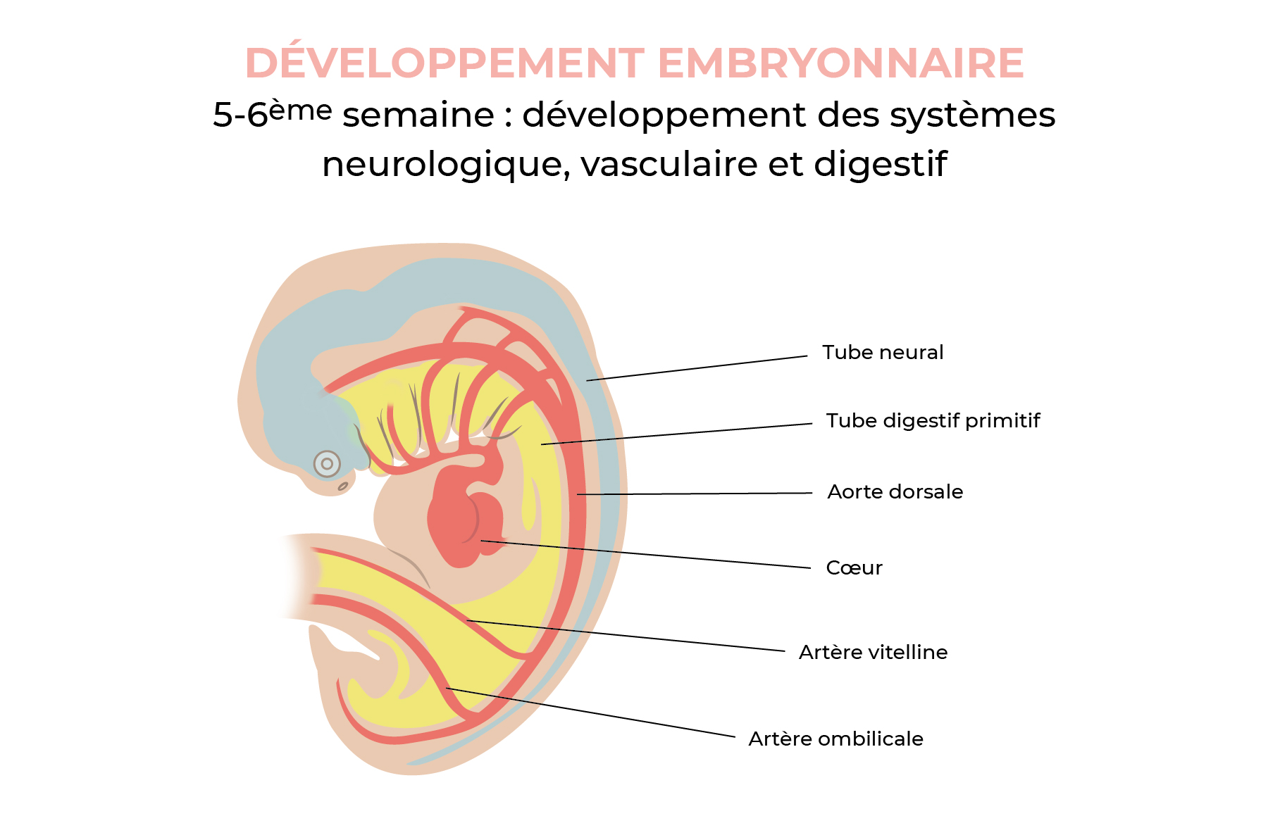 Développement des systèmes neurologique, vasculaire et digestif