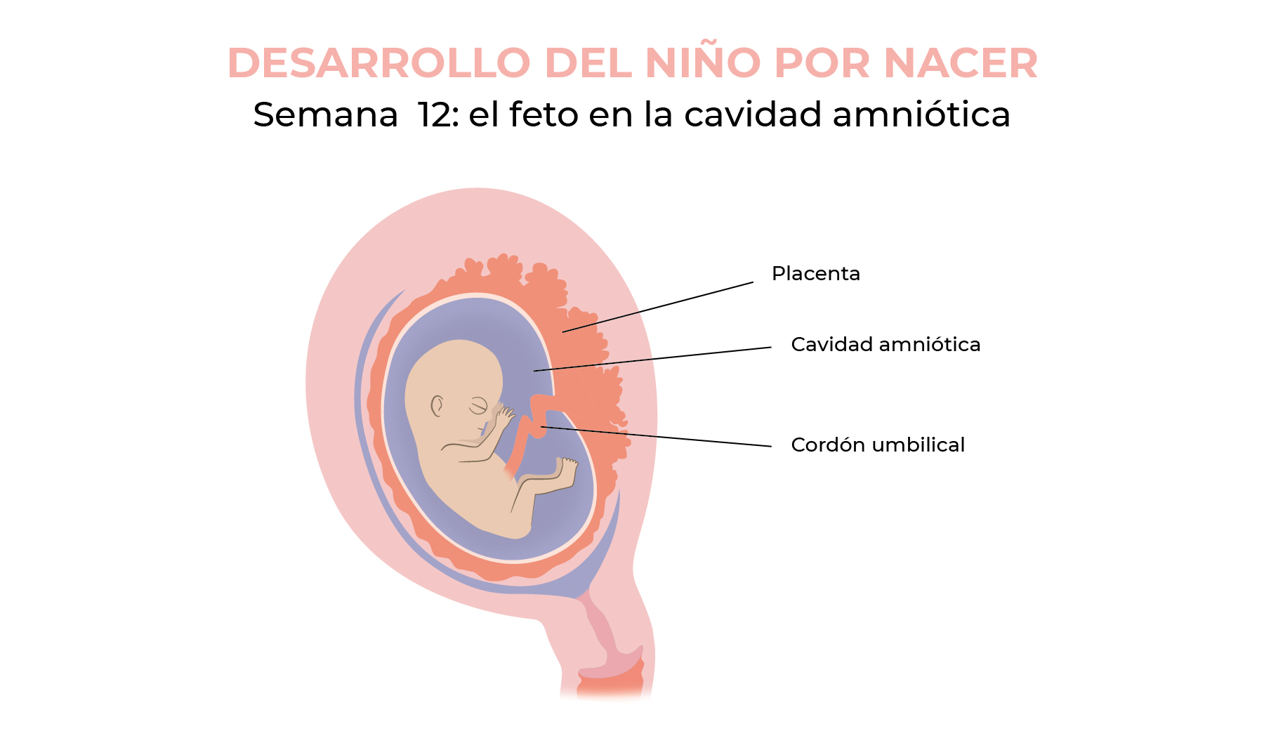 Porcentaje Caña Generador 12 semanas de embarazo: guía del ginecólogo | KOOSH