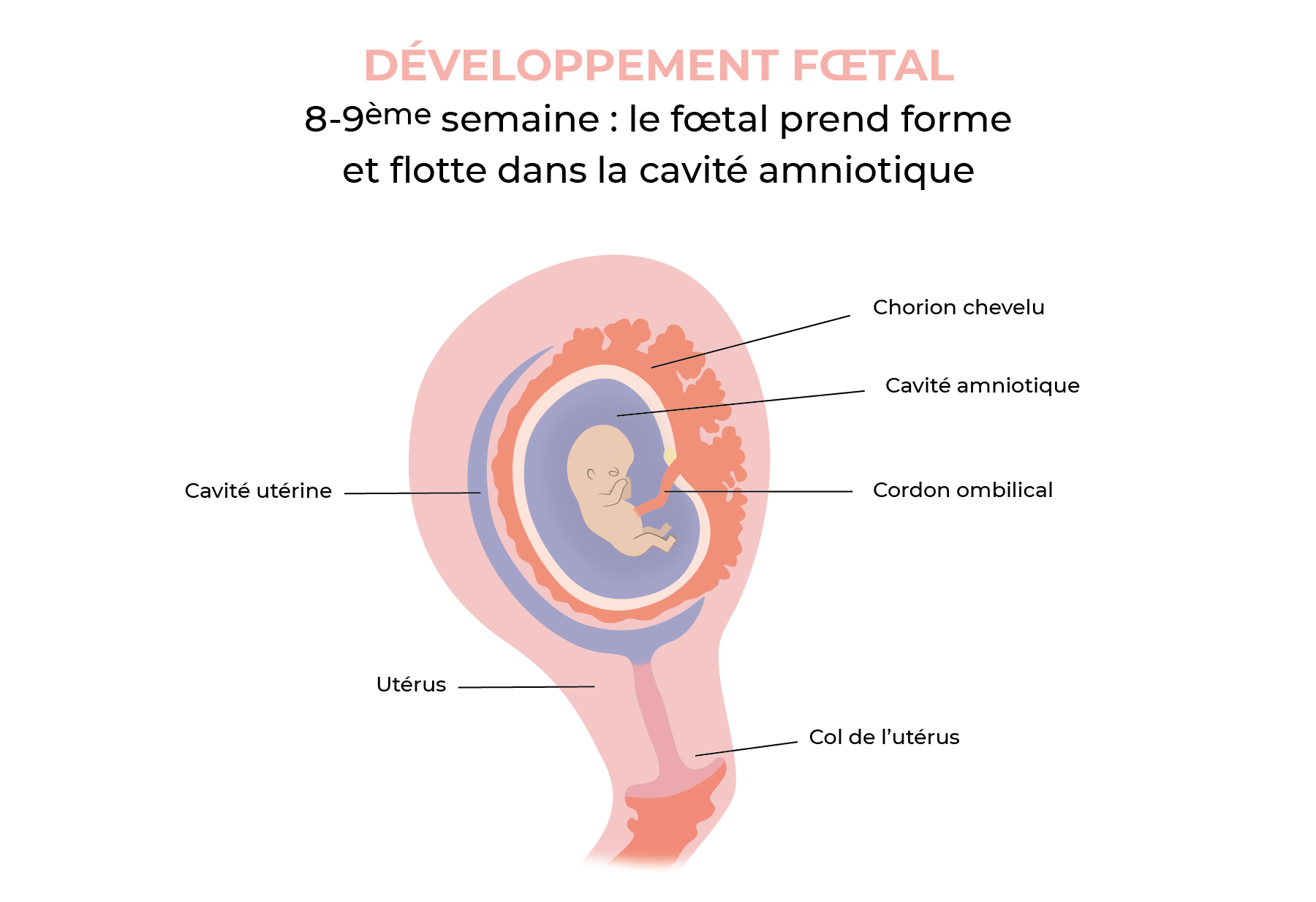 8-9ème semaine : foetus au sein de la cavité amniotique