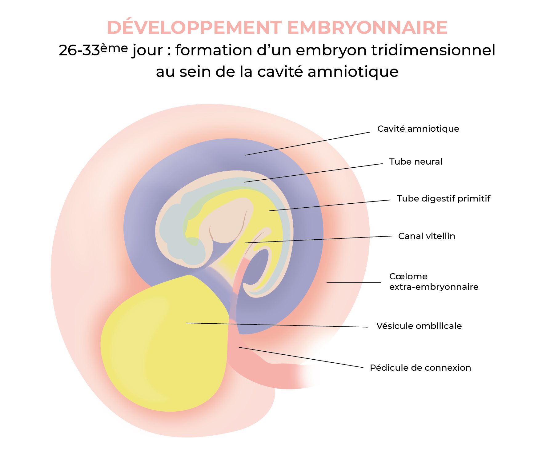 26-33ème jour : embryon tridimensionnel
