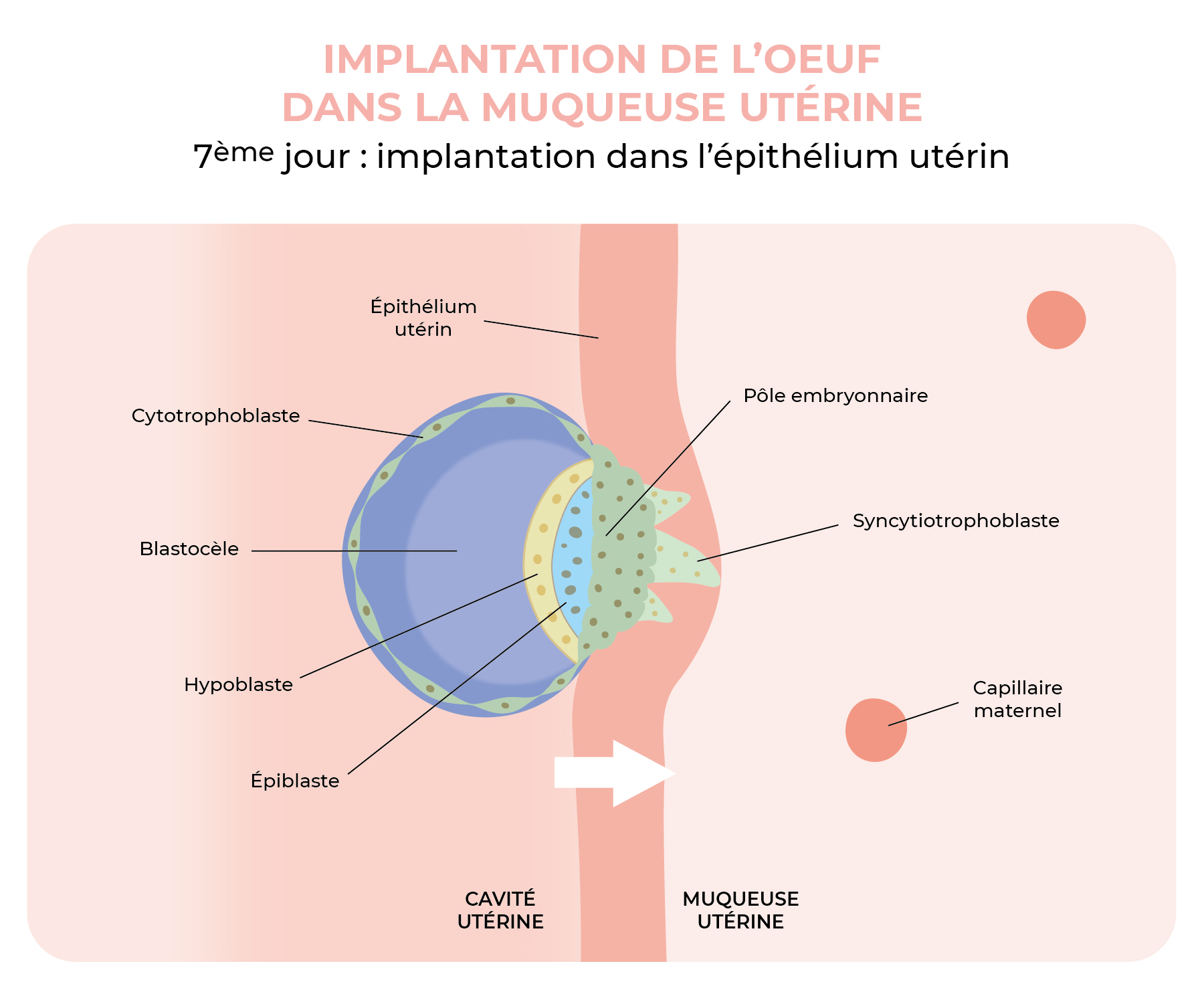 Implantation de l'oeuf dans la membrane utérine